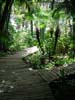 Photography • Tropical Boardwalk In Forest Photo by Greg Dampier All Rights Reserved.