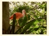 Photography • Pink Bird At The Tampa Zoo Photo By Greg Dampier by Greg Dampier All Rights Reserved.