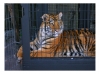Photography • Tiger In A Cage Photo By Greg Dampier by Greg Dampier All Rights Reserved.